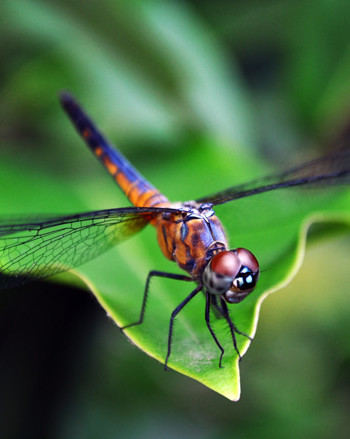 Photo par Chandan sous licence CC - http://www.flickr.com/photos/isolated_chandan/4968096825/