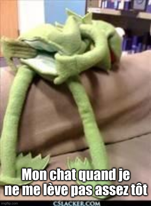 gay kermitt meme «mon chat  quand je ne me lève pas assez tôt»