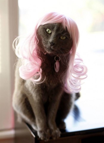Kitty Wigs - ©2007-2011 Julie Jackson